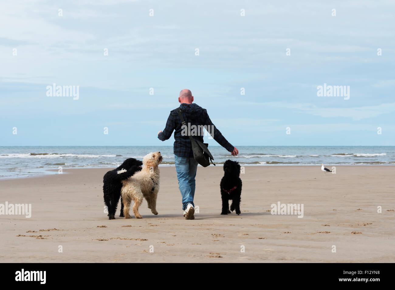 Mann und seine drei Hunde zu Fuß an einem Sandstrand. Blackpool, Lancashire Stockfoto