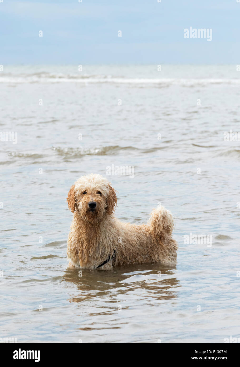 Behaarte Labradoodle Hund stehen im Meer. Blackpool, Lancashire Stockfoto