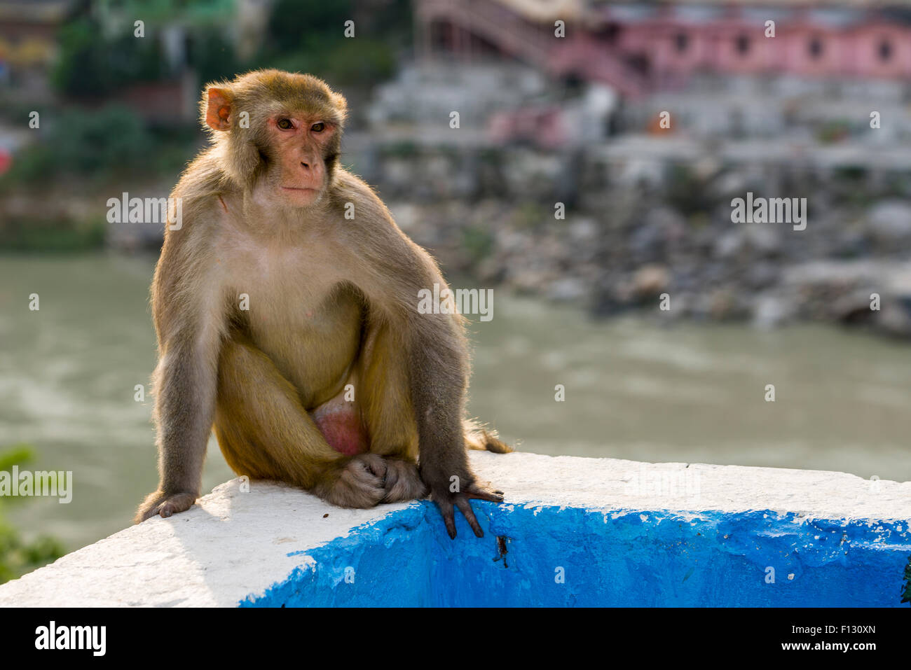 Rhesus-Affen (Macaca Mulatta) sitzt auf einer Mauer hoch über dem heiligen Fluss Ganges, Rishikesh, Uttarakhand, Indien Stockfoto