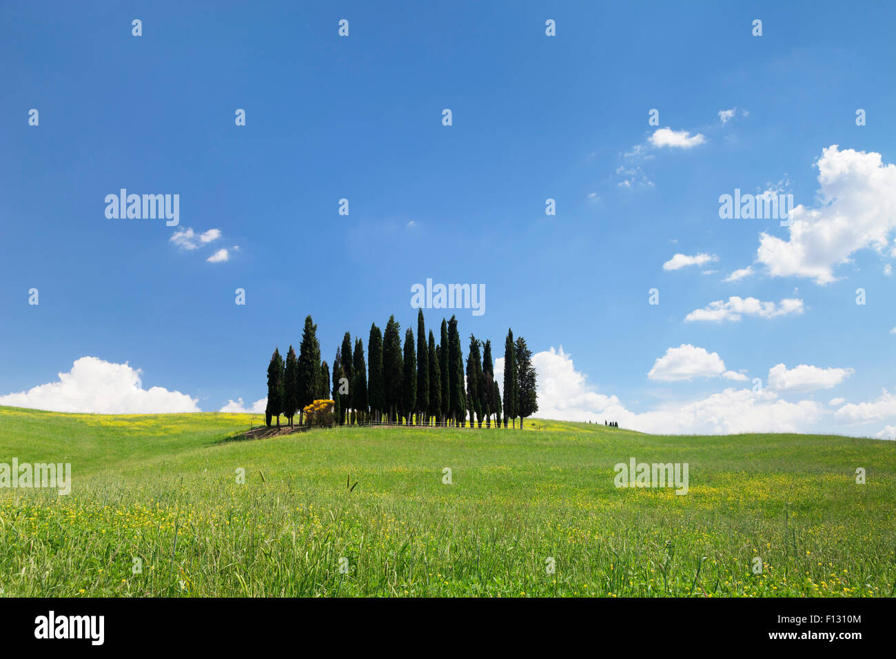 Cypress Tree Gruppe bei San Quirico, Val d ' Orcia, Toskana, Provinz Siena, Italien Stockfoto