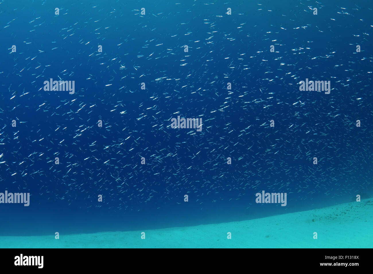 Rotes Meer, Ägypten. 15. Oktober 2014. Eine große Schule von kleinen Fischen auf einem sandigen Boden, Rotes Meer, Ägypten © Andrey Nekrassow/ZUMA Wire/ZUMAPRESS.com/Alamy Live-Nachrichten Stockfoto