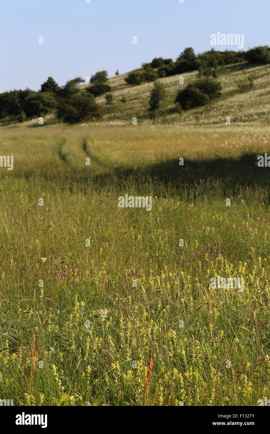 Blume - reiche Wiese in der Nähe Tard in Ungarn Gehäuse eine grosse Anzahl seltener und bedrohter Tier- und Pflanzenarten. Stockfoto