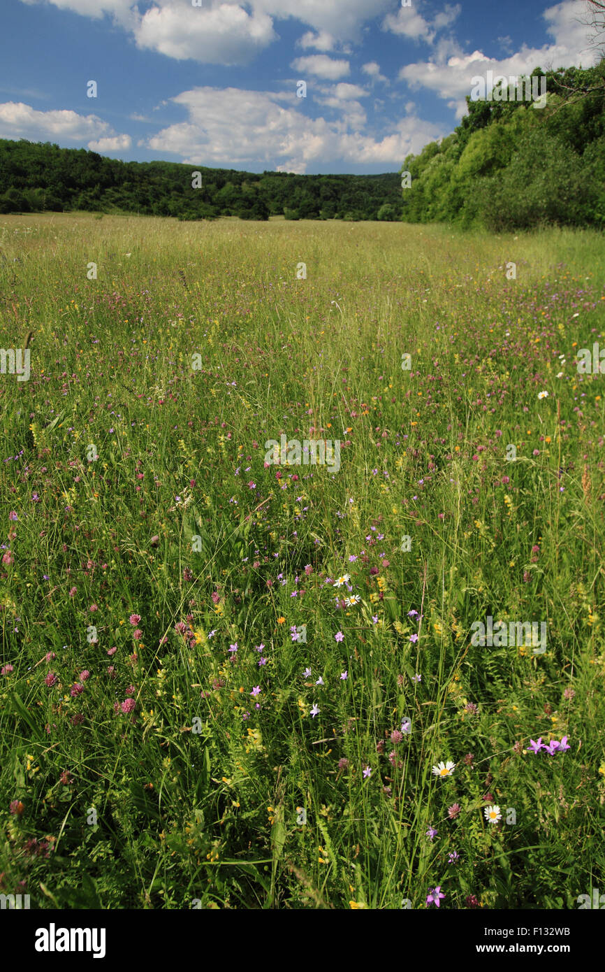 Blume - reiche Wiese in der Nähe Tard in Ungarn Gehäuse eine grosse Anzahl seltener und bedrohter Tier- und Pflanzenarten. Stockfoto