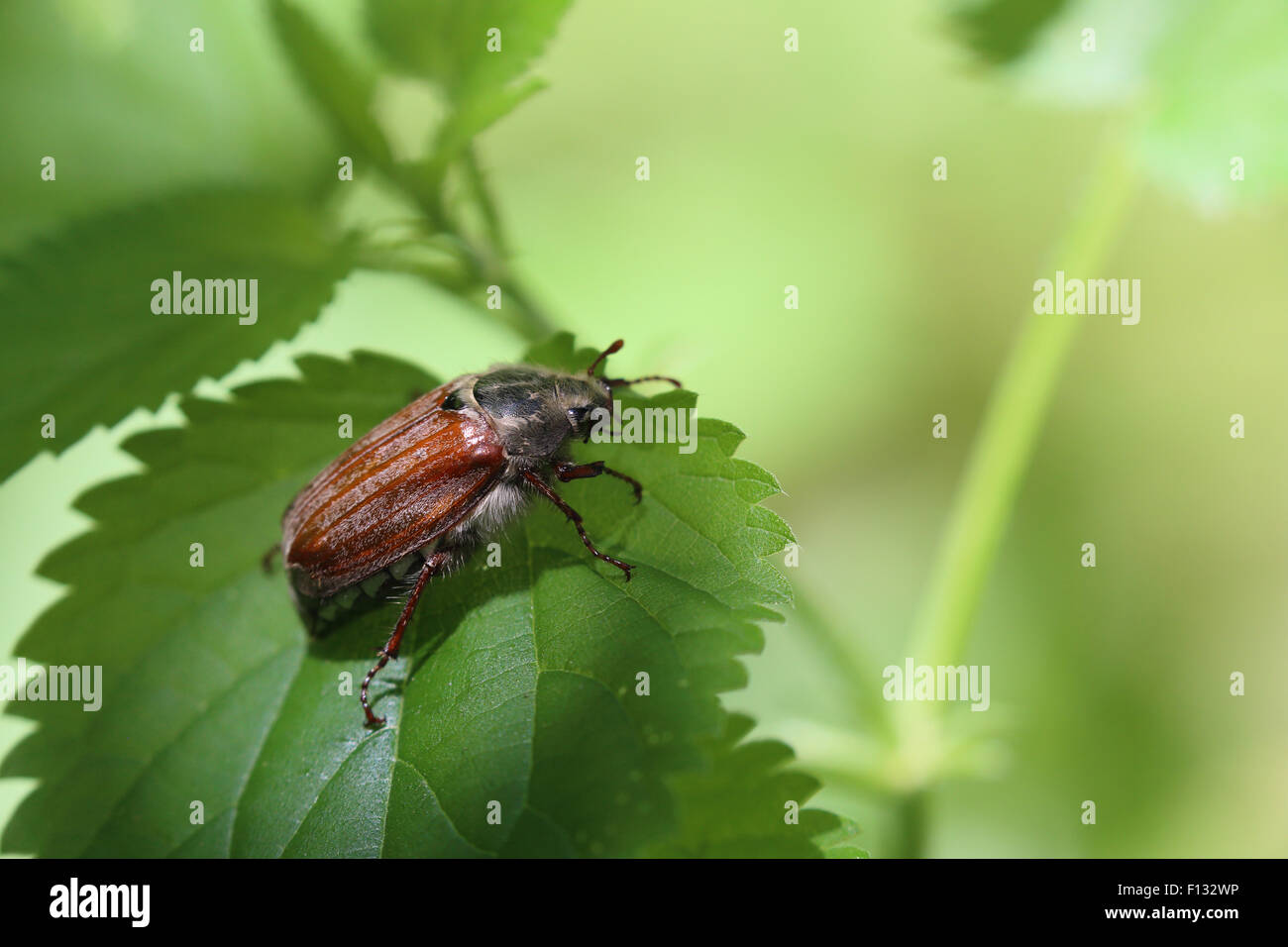Gemeinsamen Maikäfer (Melolontha Melolontha) Stockfoto