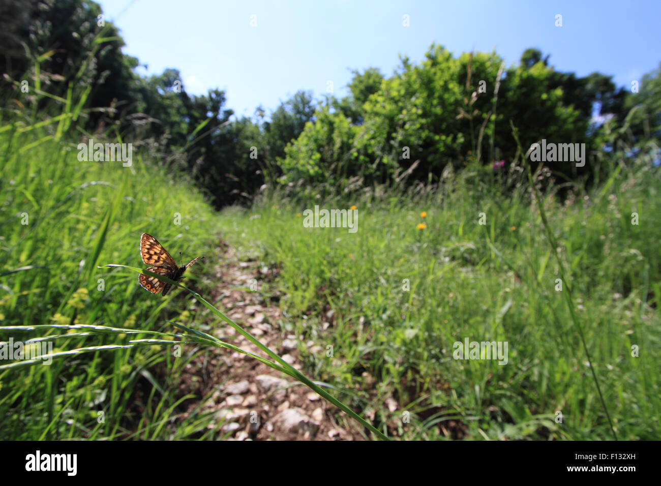 Herzog von Burgund und Umgebung, Bükk NP, Ungarn 2015 Stockfoto