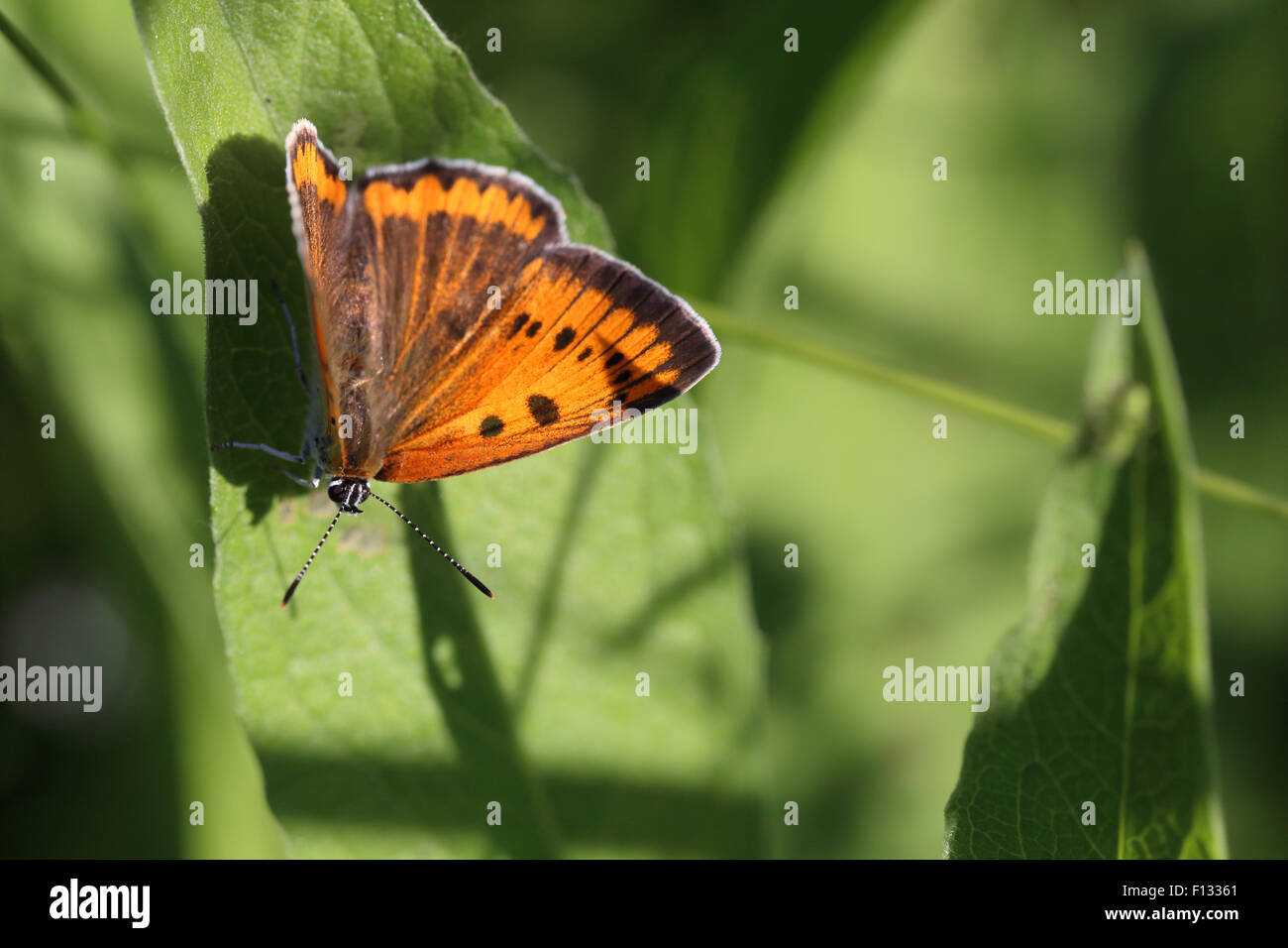 Weibliche große Kupfer (Lycaena Dispar) Stockfoto