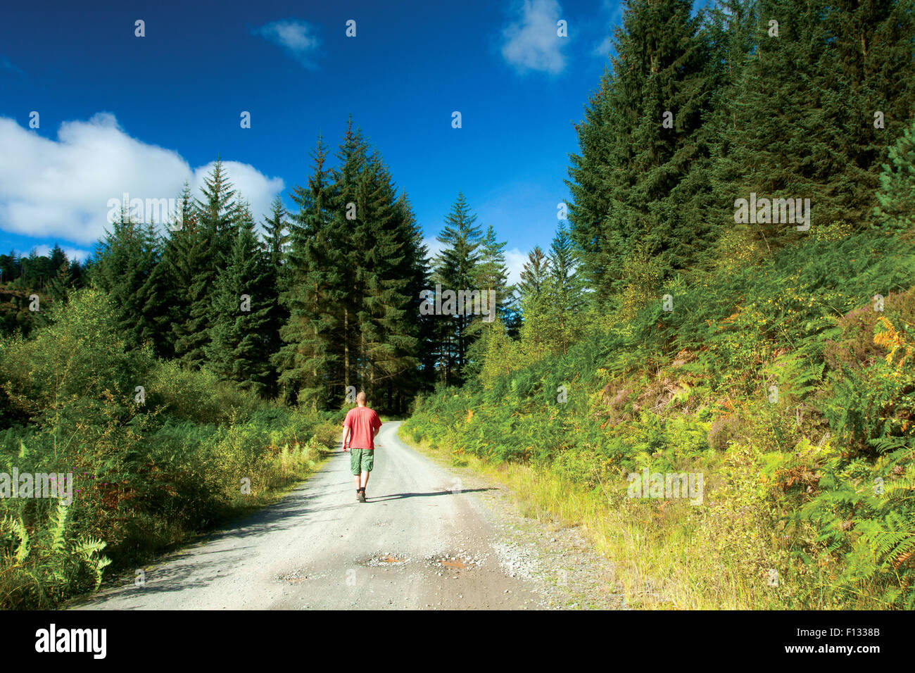 Ein Spaziergang durch Loch Ard Wald, Loch Lomond und Trossachs National Park, Stirlingshire Stockfoto