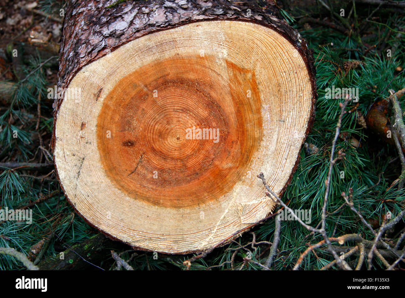 Geschlagener Baum, Holz. Stockfoto