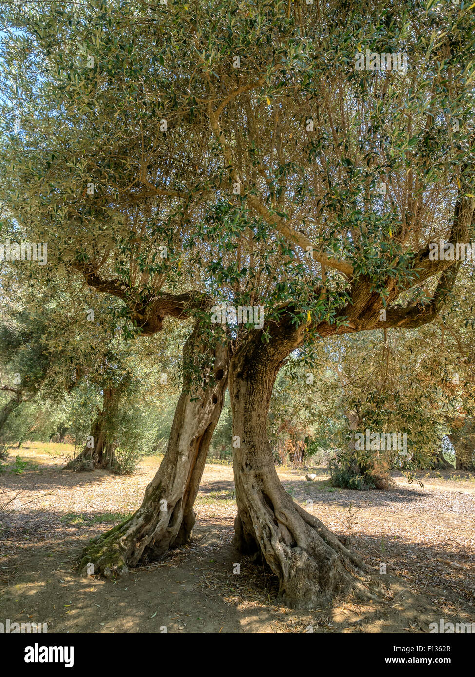Alter Olivenbaum auf Isola Maggiore im Trasimenischen See in Umbrien, Italien Stockfoto