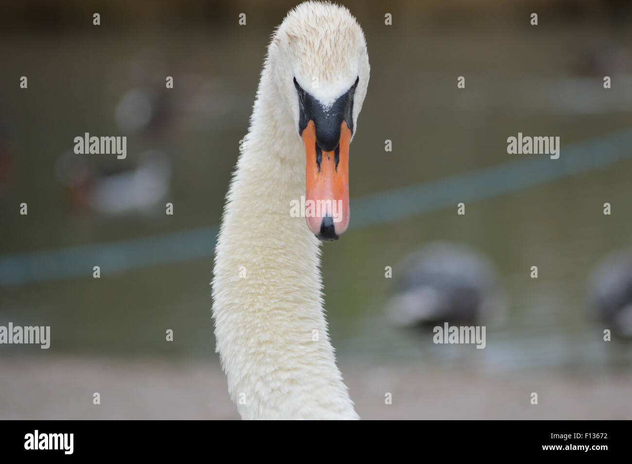 Höckerschwan hautnah Stockfoto