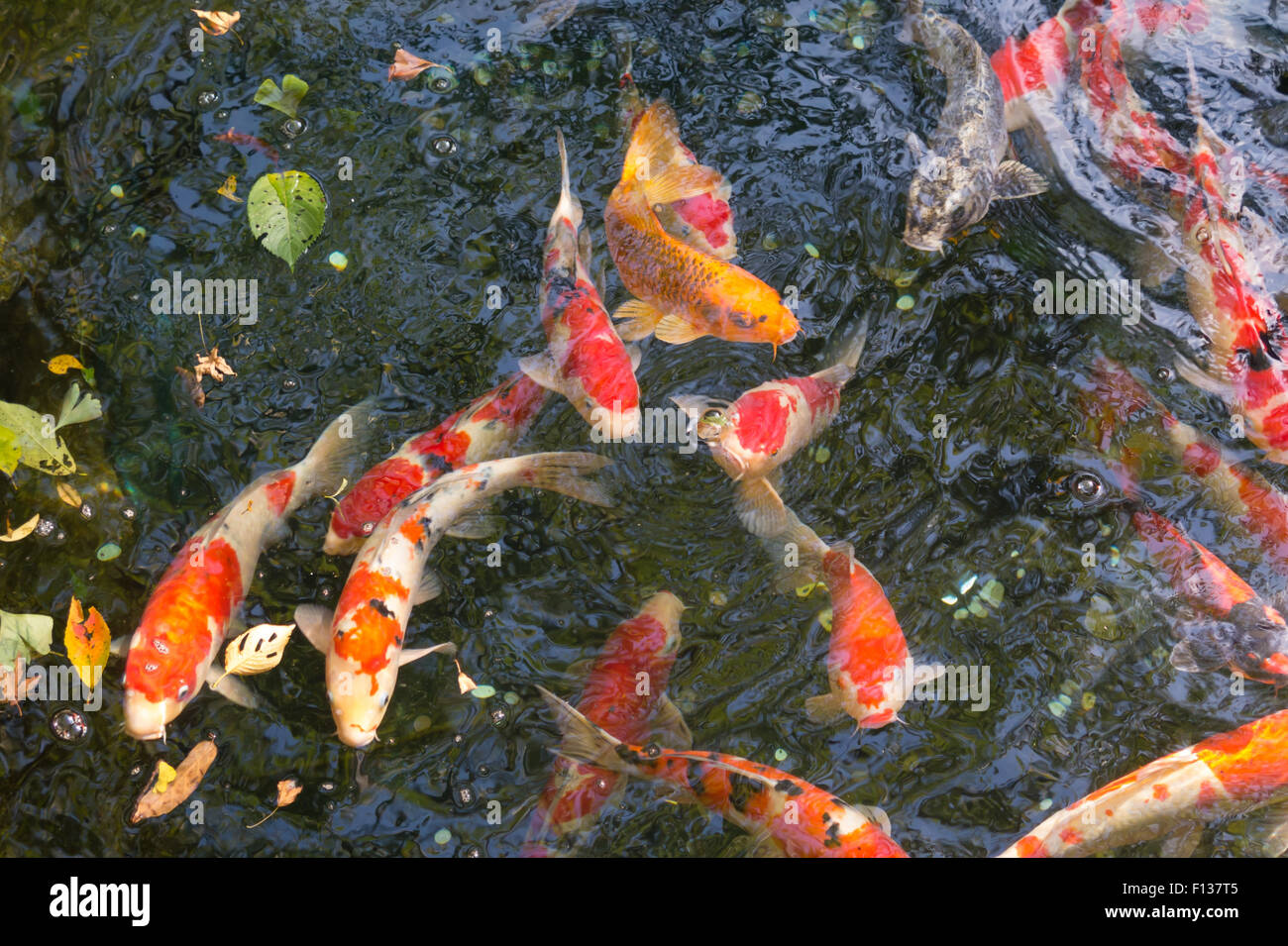 Koi-Karpfen im Teich Stockfoto