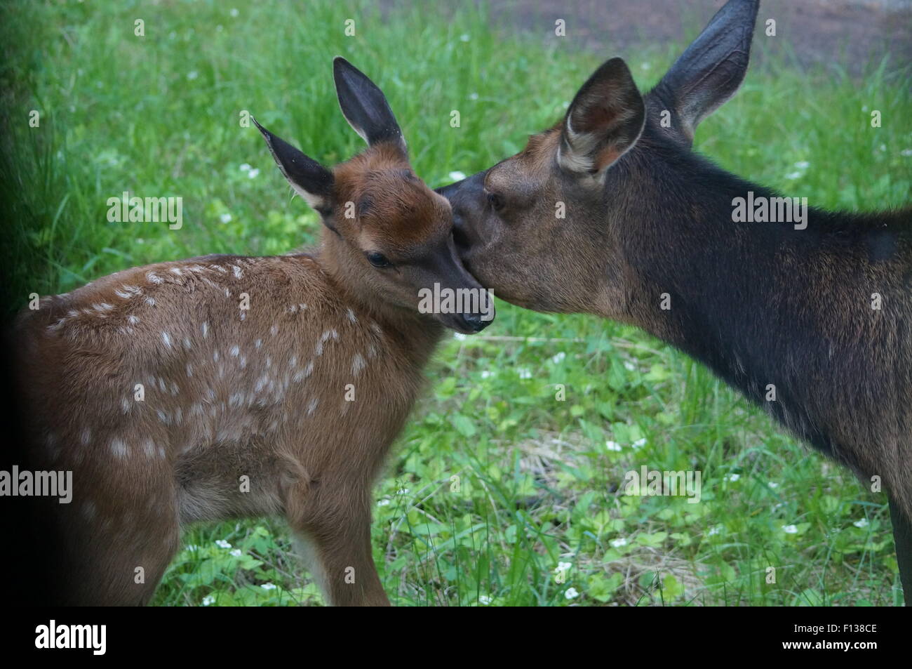 Mutter Elch küssen Young Fawn Stockfoto