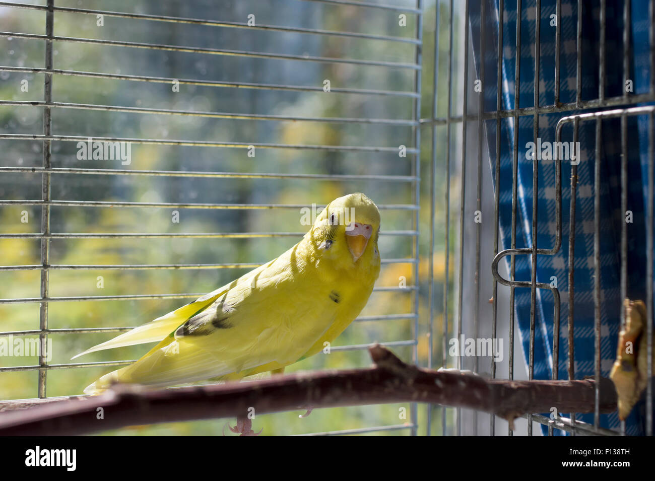 gelb-wellensittich-fotos-und-bildmaterial-in-hoher-aufl-sung-alamy