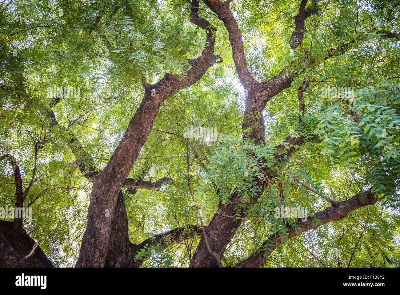 Neem-Bäume in einem kleinen Dorf in der Nähe von Chitrakut (Chitrakut), Madhya Pradesh, Indien Stockfoto