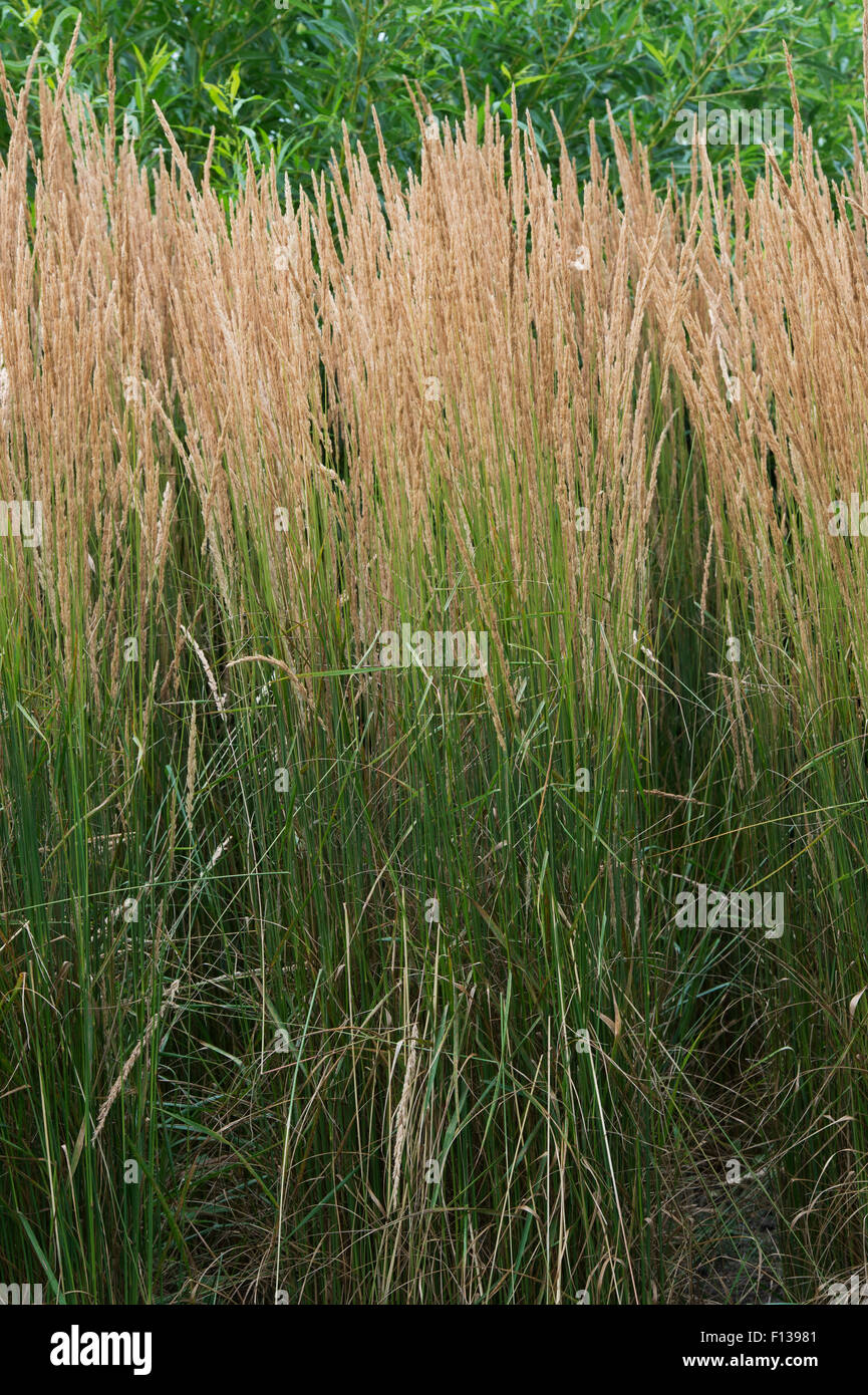 Calamagrostis x Acutiflora 'Karl Foerster'. Reed-Federgras 'Karl Foerster' Stockfoto