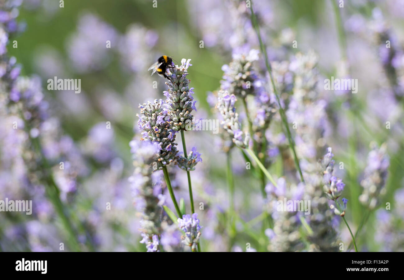Hummeln sammeln Pollen aus Lavendel Pflanzen UK Stockfoto