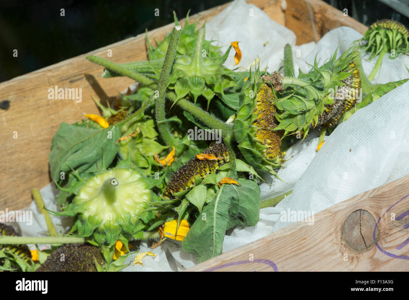 Helianthus annuus. Cut Sonnenblumen Samen in einem Schuppen gegangen. Das Sammeln und Speichern von Blumensamen Stockfoto