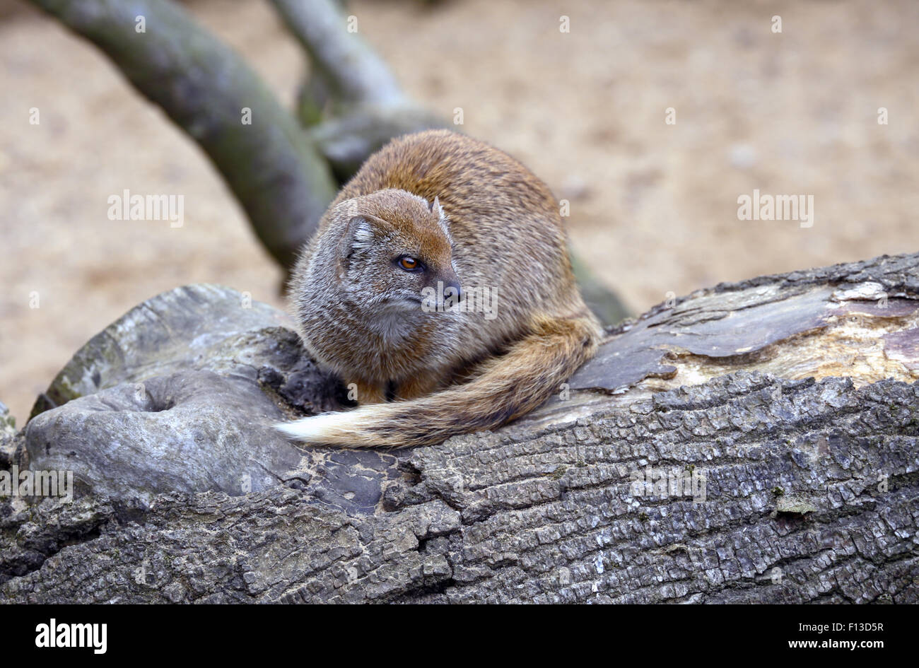 Mungo. Stockfoto