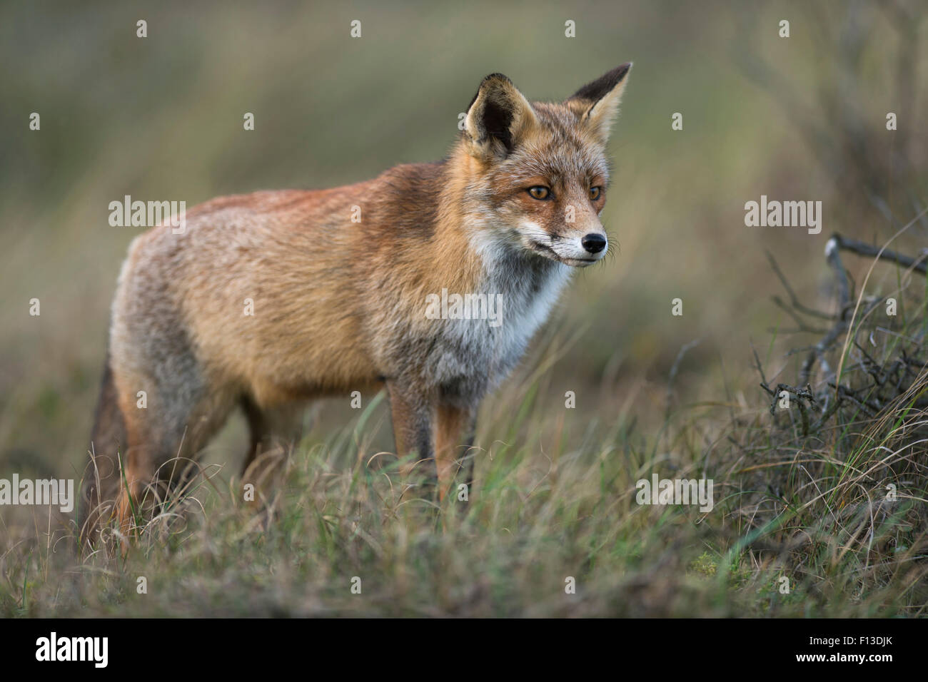Schöne Red Fox / Rotfuchs (Vulpes Vulpes) steht in hohen Gräsern hoch konzentriert. Stockfoto