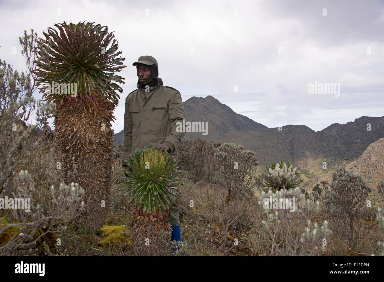 Parkranger mit riesigen Lobelia (Lobelie) Virunga Nationalpark UNESCO World Heritage Park, demokratische Republik Kongo, Februar 2012. Stockfoto