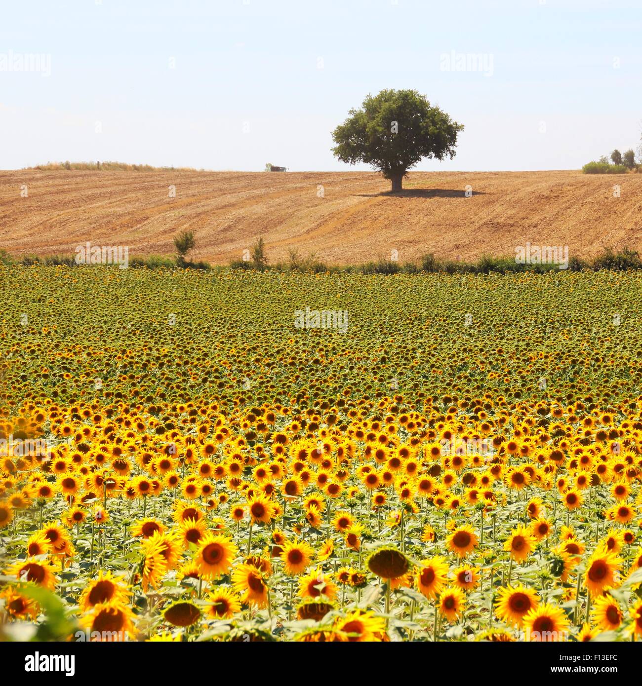Sonnenblumenfeld und Baum, Niort, Poitou-Charentes, Frankreich Stockfoto