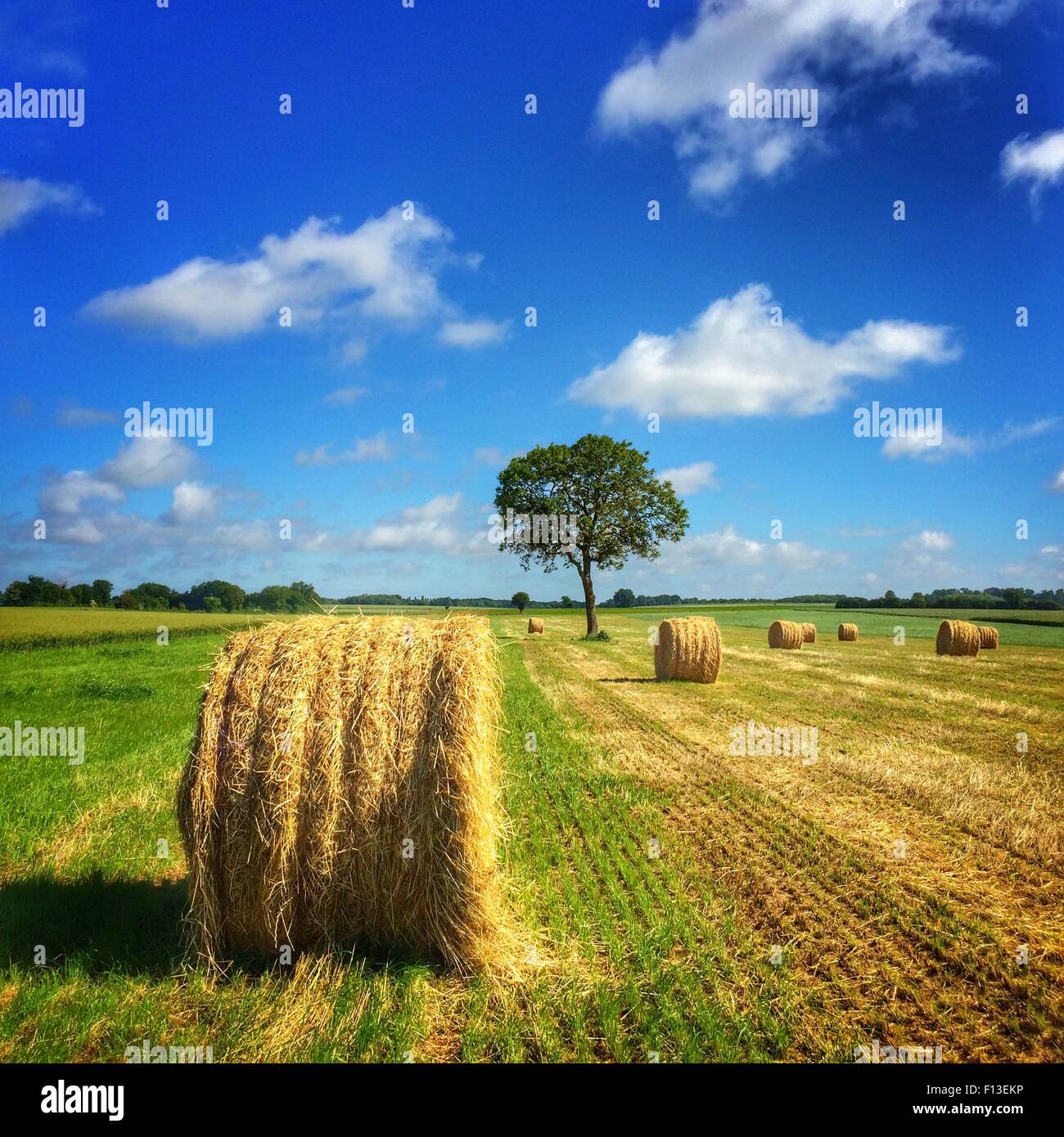 Strohballen auf der Wiese, Poitou-Charentes, Frankreich Stockfoto