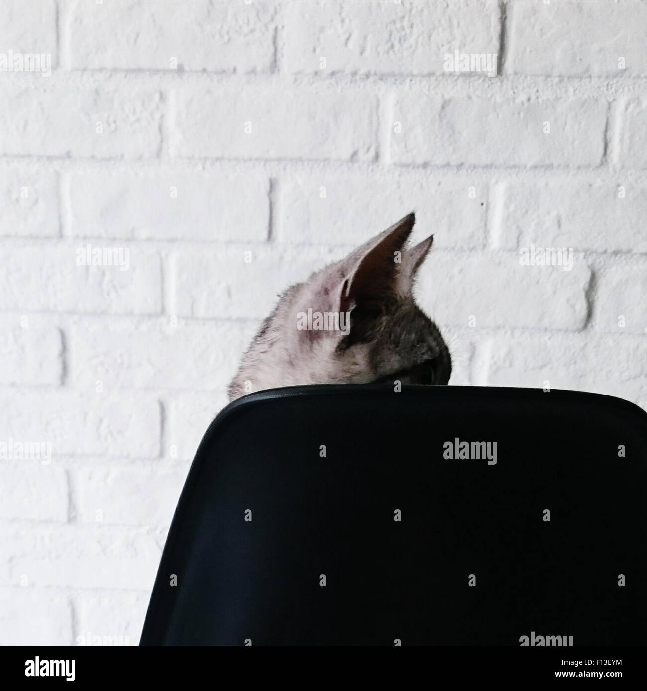 Katze sitzt auf einem Stuhl Stockfoto