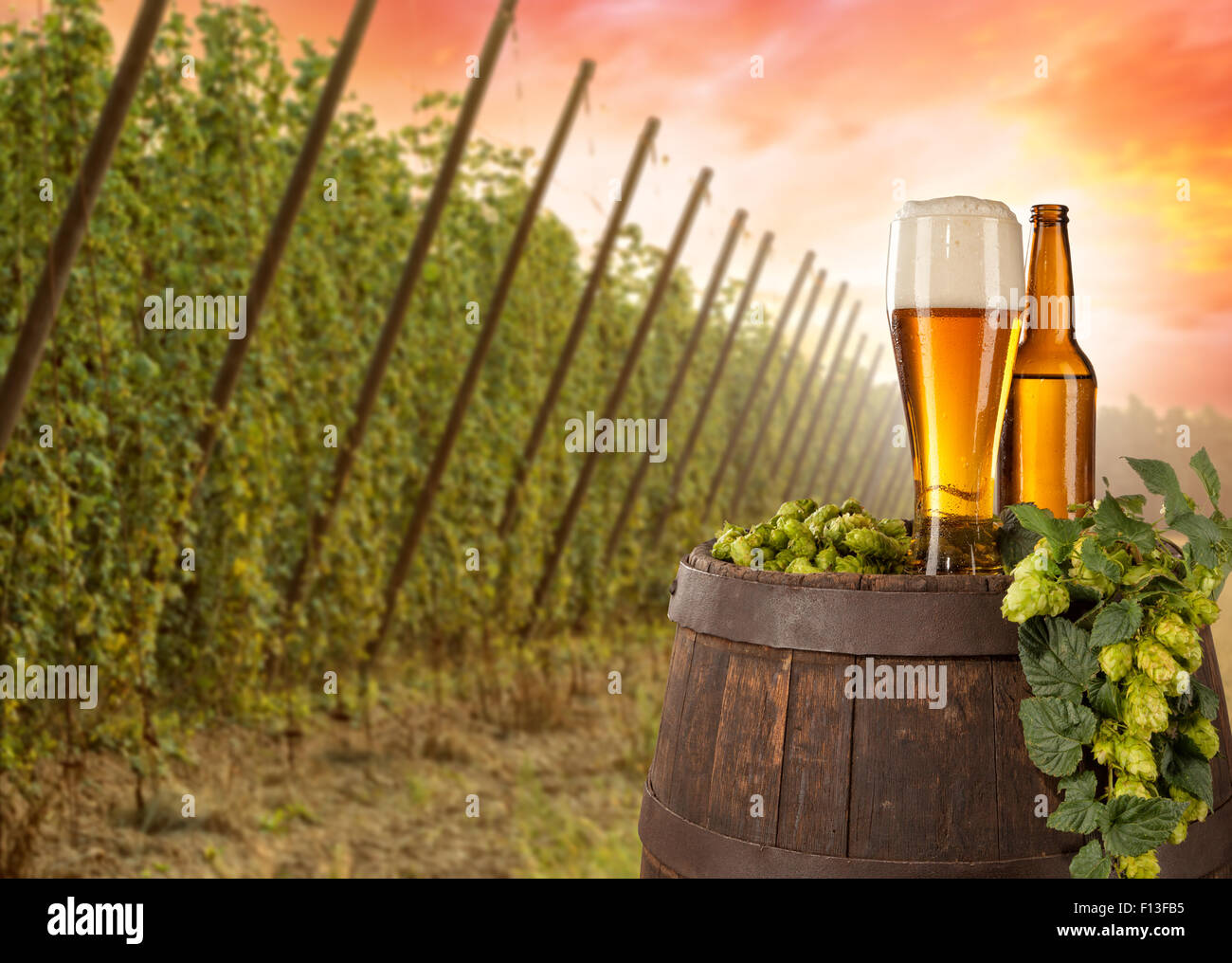 Bierglas mit Hop-Feld auf Hintergrund Stockfoto