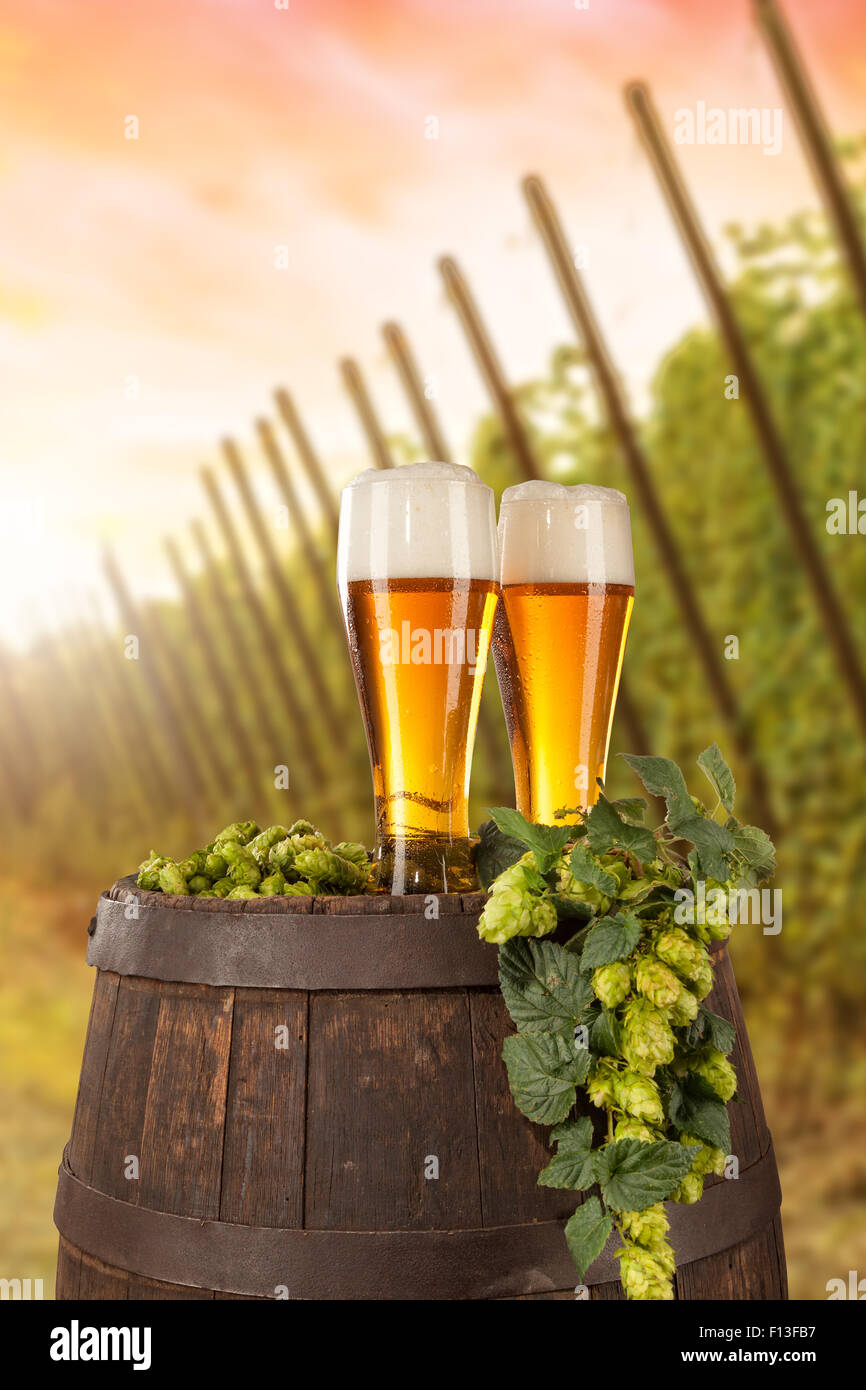 Bierglas mit Hop-Feld auf Hintergrund Stockfoto