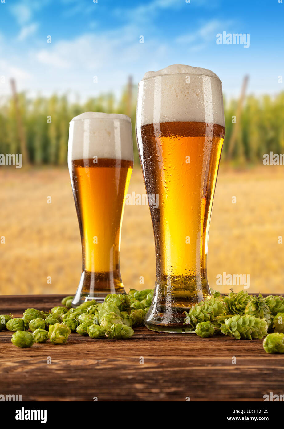 Biergläser mit Hop-Feld auf Hintergrund Stockfoto