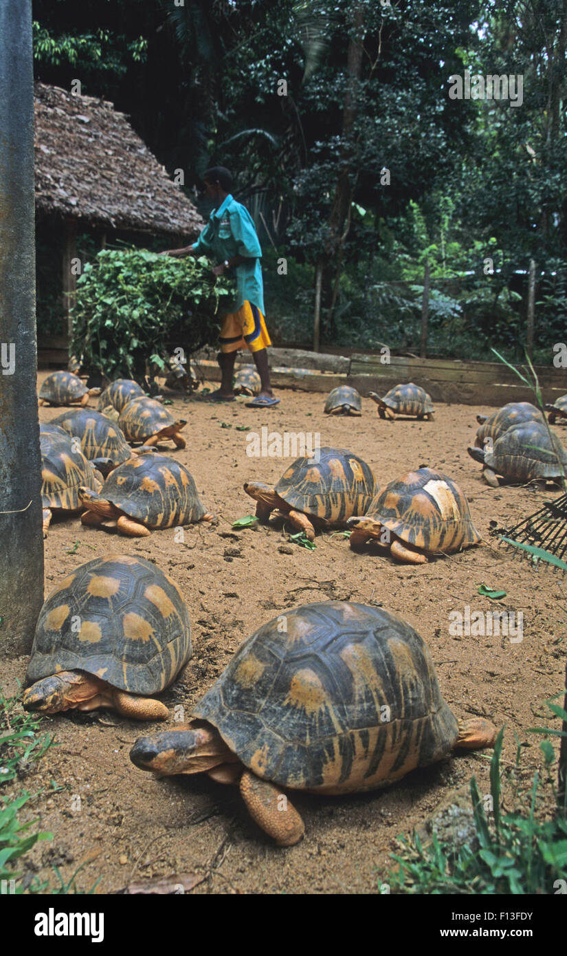 Abgestrahlte Schildkröte Zuchtprogramm, Ivoloina Nationalpark, Toamasina, Madagaskar Stockfoto