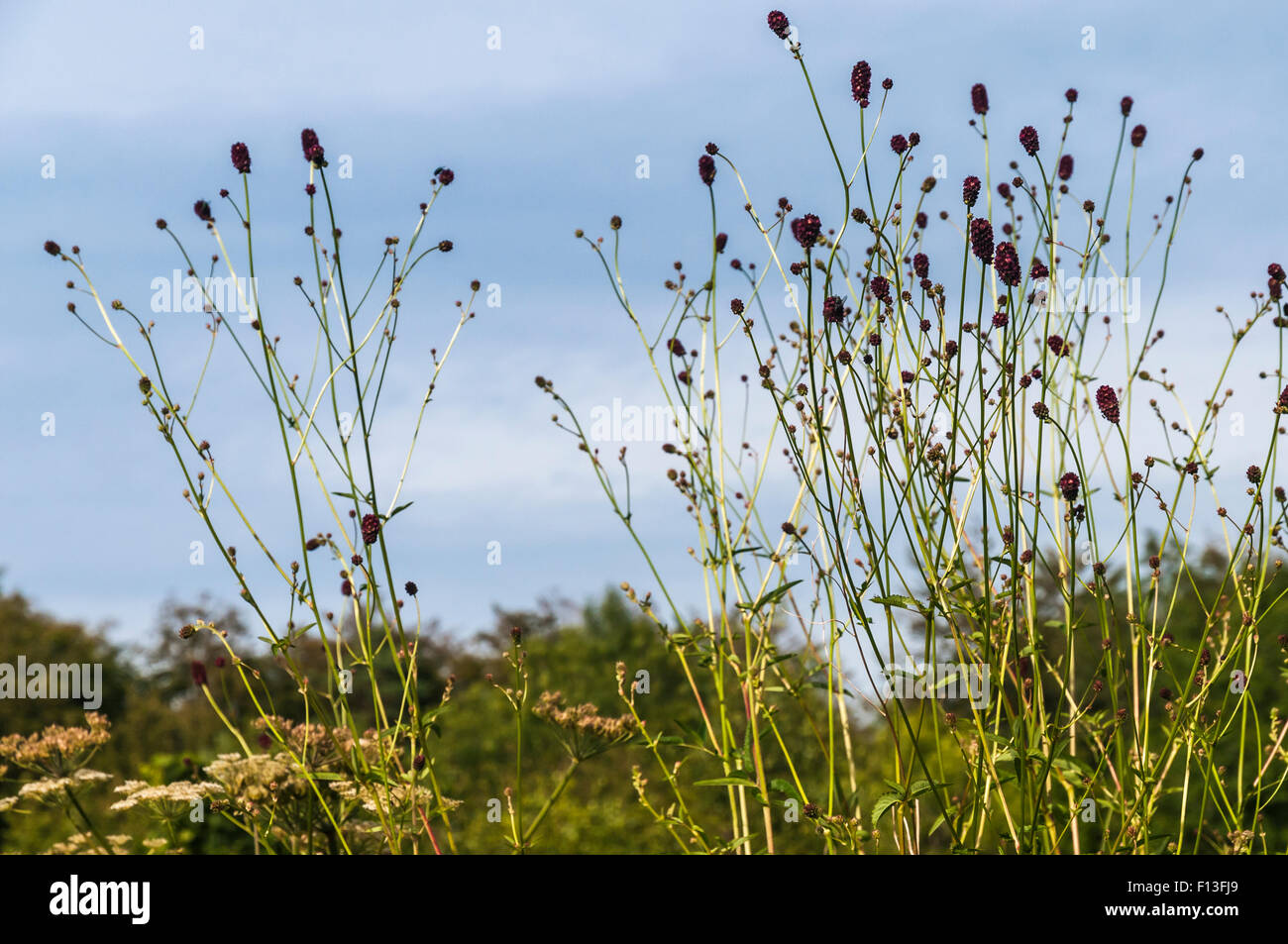 Großen Burnet, Sanguisorba Officinalis, vor blauem Himmel. Dalton Crag, Cumbria, England Stockfoto
