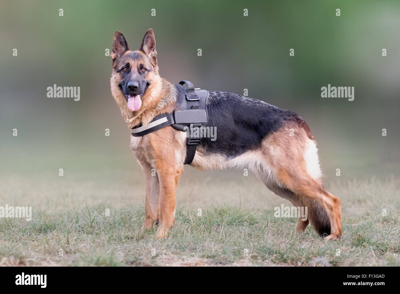 Wolf-Hund (Schäferhund) Porträt. Stockfoto