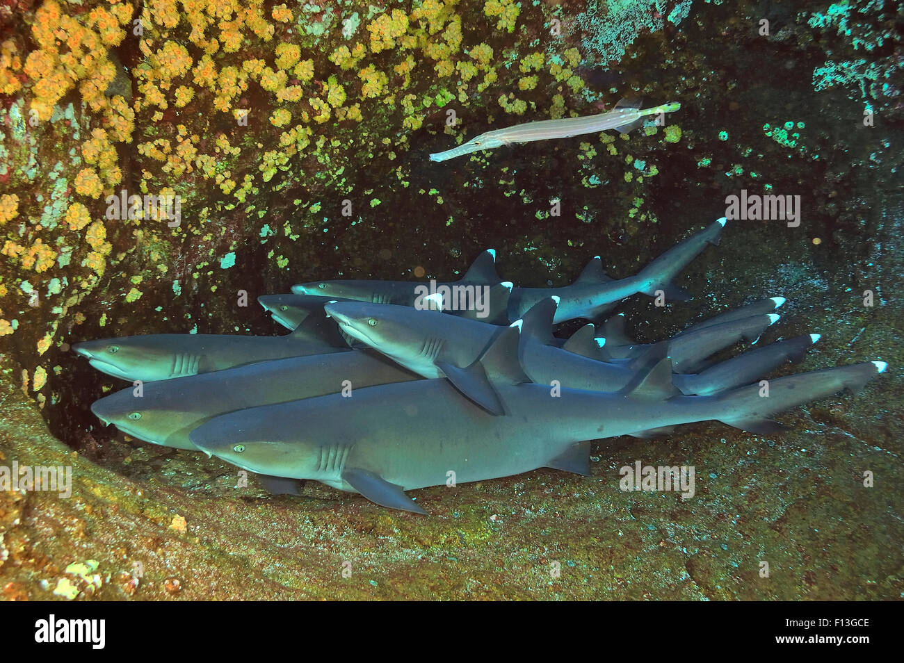 Gruppe von Weißspitzen Haie (Triaenodon Obesus) ruhen auf dem Meeresgrund mit einem Trumpetfish (Aulostomus Chinensis) über ihnen, Revillagigedo-Inseln, Mexiko. Pazifischen Ozean. Stockfoto