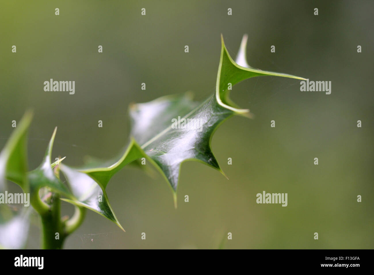 Englisch Holly leaf - keine Beeren nur grüne weihnachten kommt Stockfoto