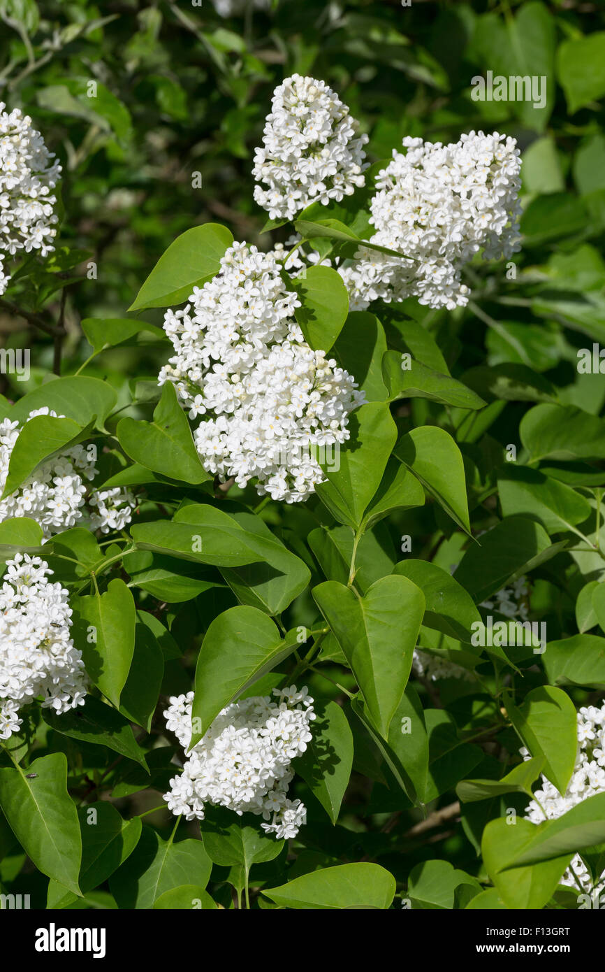 Gemeinsamen Flieder, French Flieder, Garten-Flieder, Flieder, Weißer Flieder, Syringa vulgaris Stockfoto