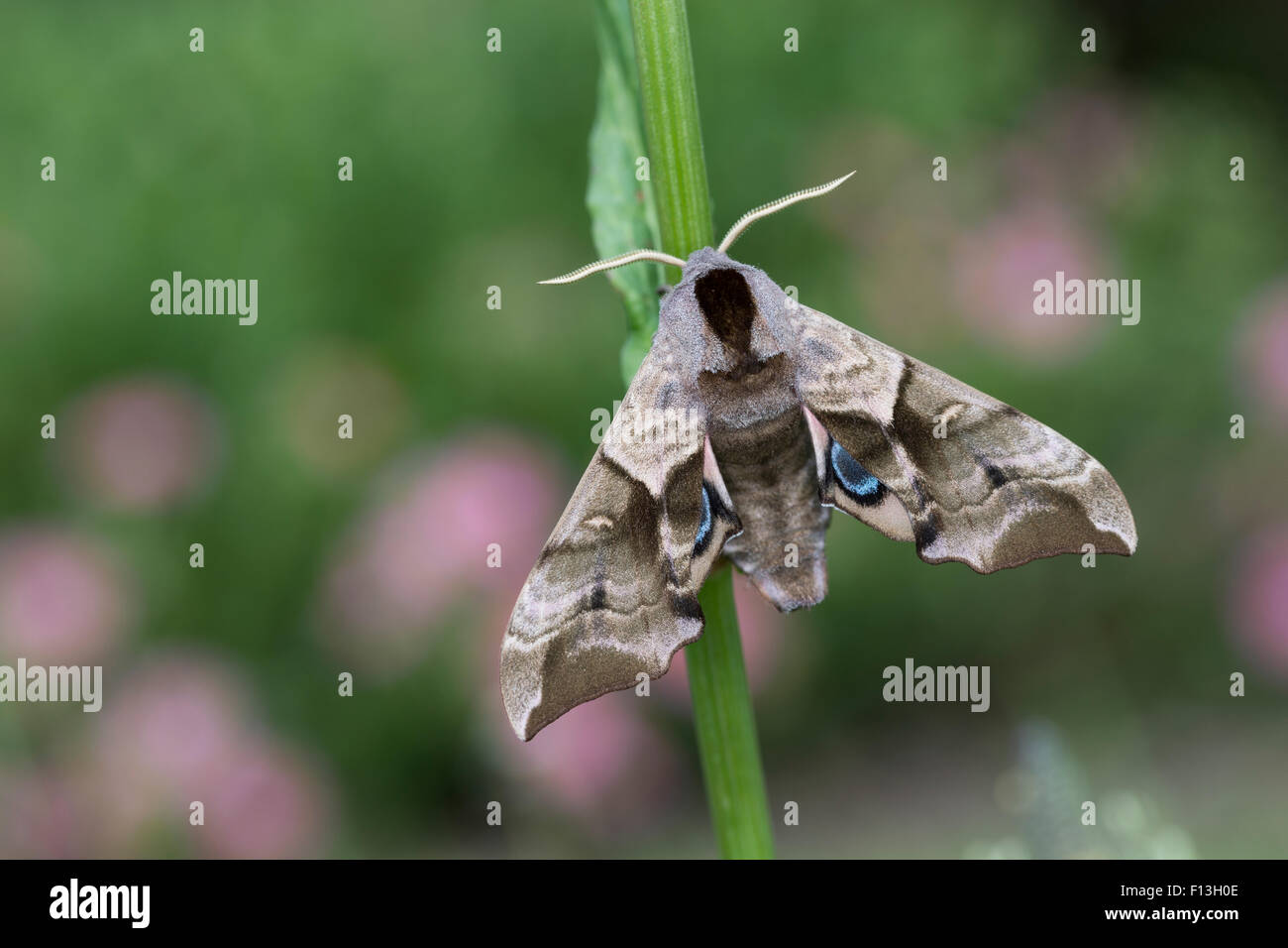 Eyed Hawk Moth Eyed Hawkmoth Abendpfauenauge Abend Pfauenauge eyed-hawk-moth-eyed-hawkmoth-abendpfauenauge-abend-pfauenauge