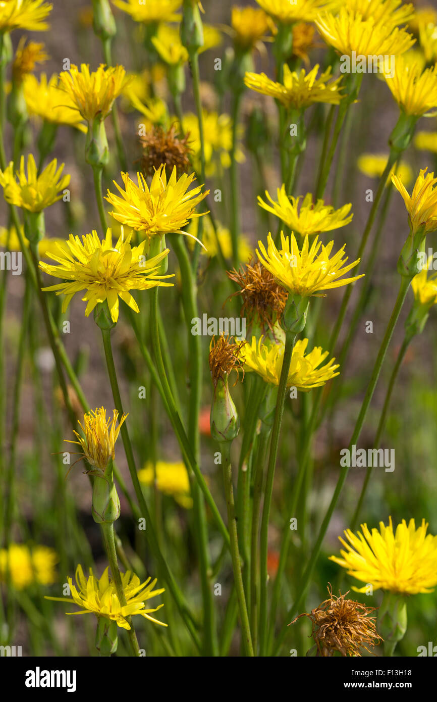 Spanische Schwarzwurzel, Schwarzwurzeln, Schlange Wurzel, Gartenschwarzwurzel, Backmischung Schwarzwurzel, Scorzonera Hispanica, schwarz Oyster-Anlage Stockfoto