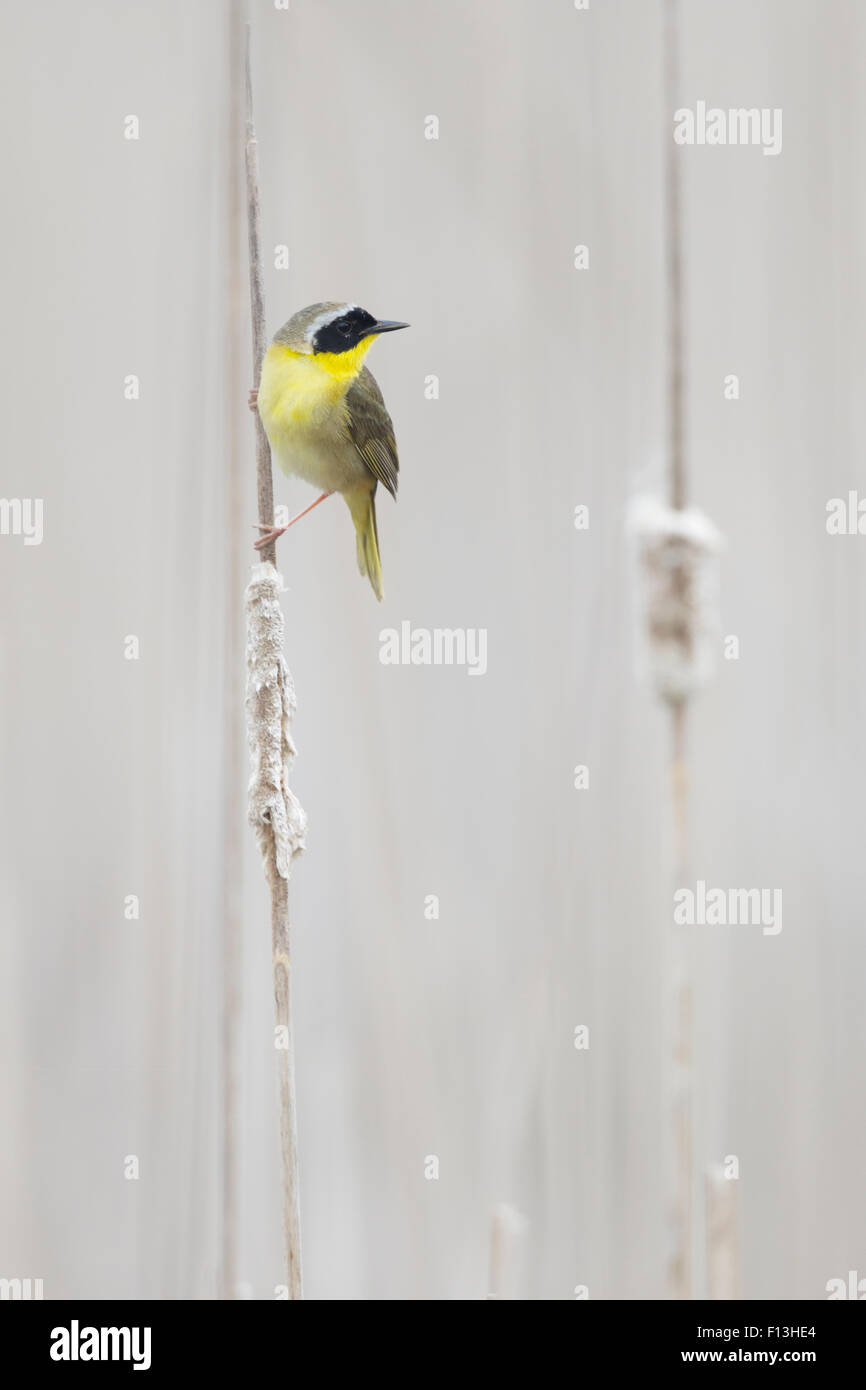 Gemeinsame Yellowthroat - Männchen in Schilfbeetes Lebensraum Geothlypis Trichas Ontario, Kanada BI027605 Stockfoto