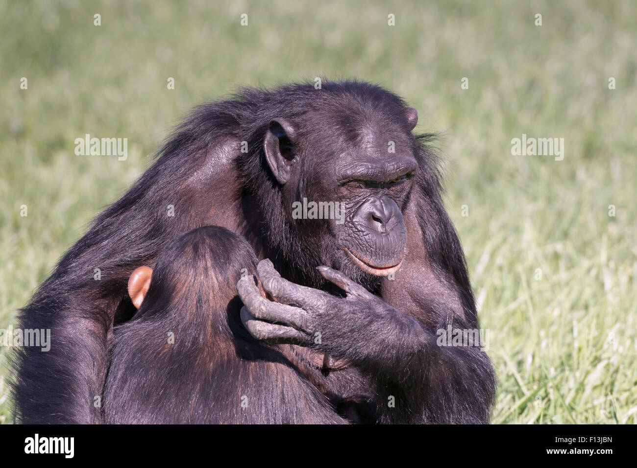 Der Schimpanse Liebe zwischen Mutter und Kind. Stockfoto