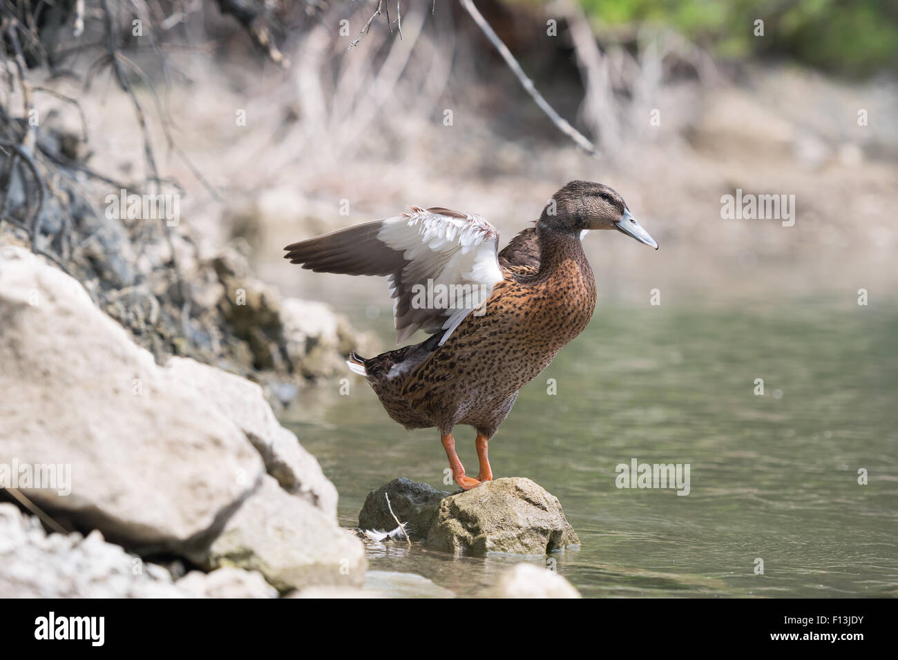 Ente, schütteln ihre Flügel am Beletsi See in Griechenland. Stockfoto