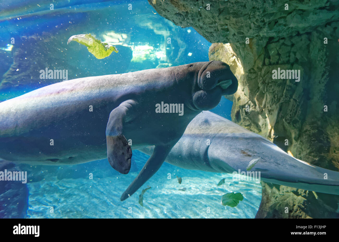 West Indian Manatee (Trichechus Manatus) oder "Seekuh". Stockfoto