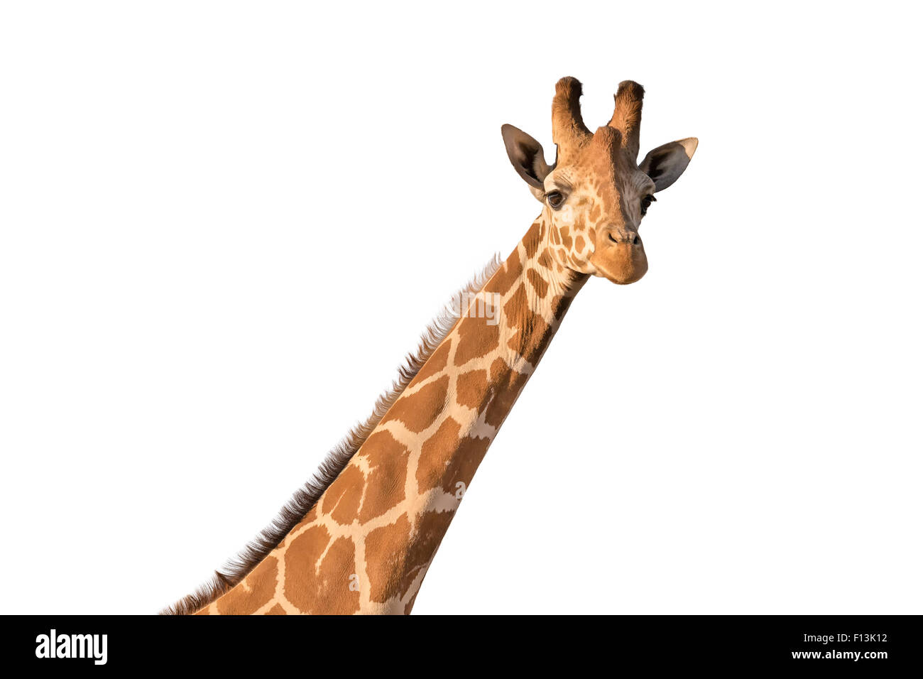 Giraffe isoliert auf weiss. Stockfoto