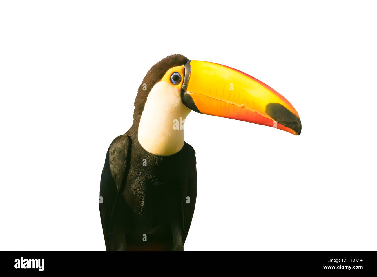 Tukan Vogel isoliert auf weiss. Stockfoto