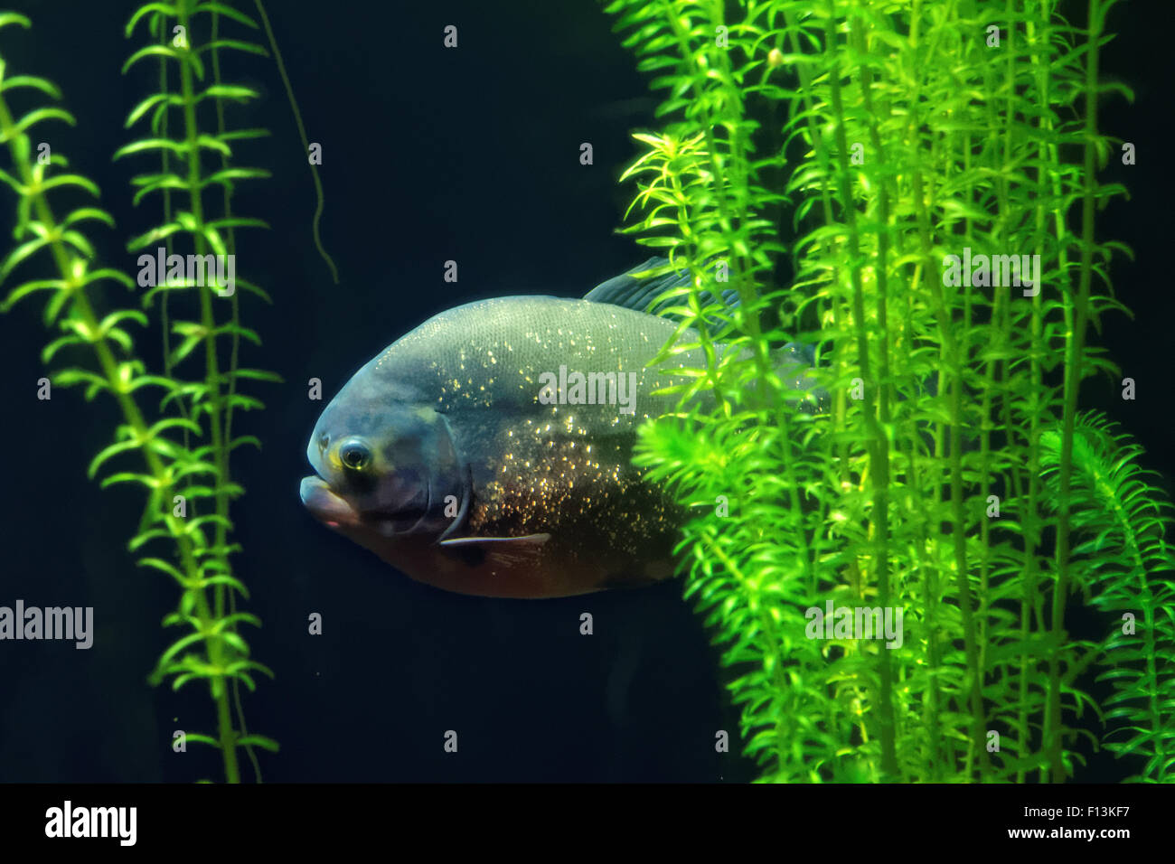 Roter Piranha (Pygocentrus Nattereri) ist eine Art von Piranha in Südamerika heimisch. Stockfoto