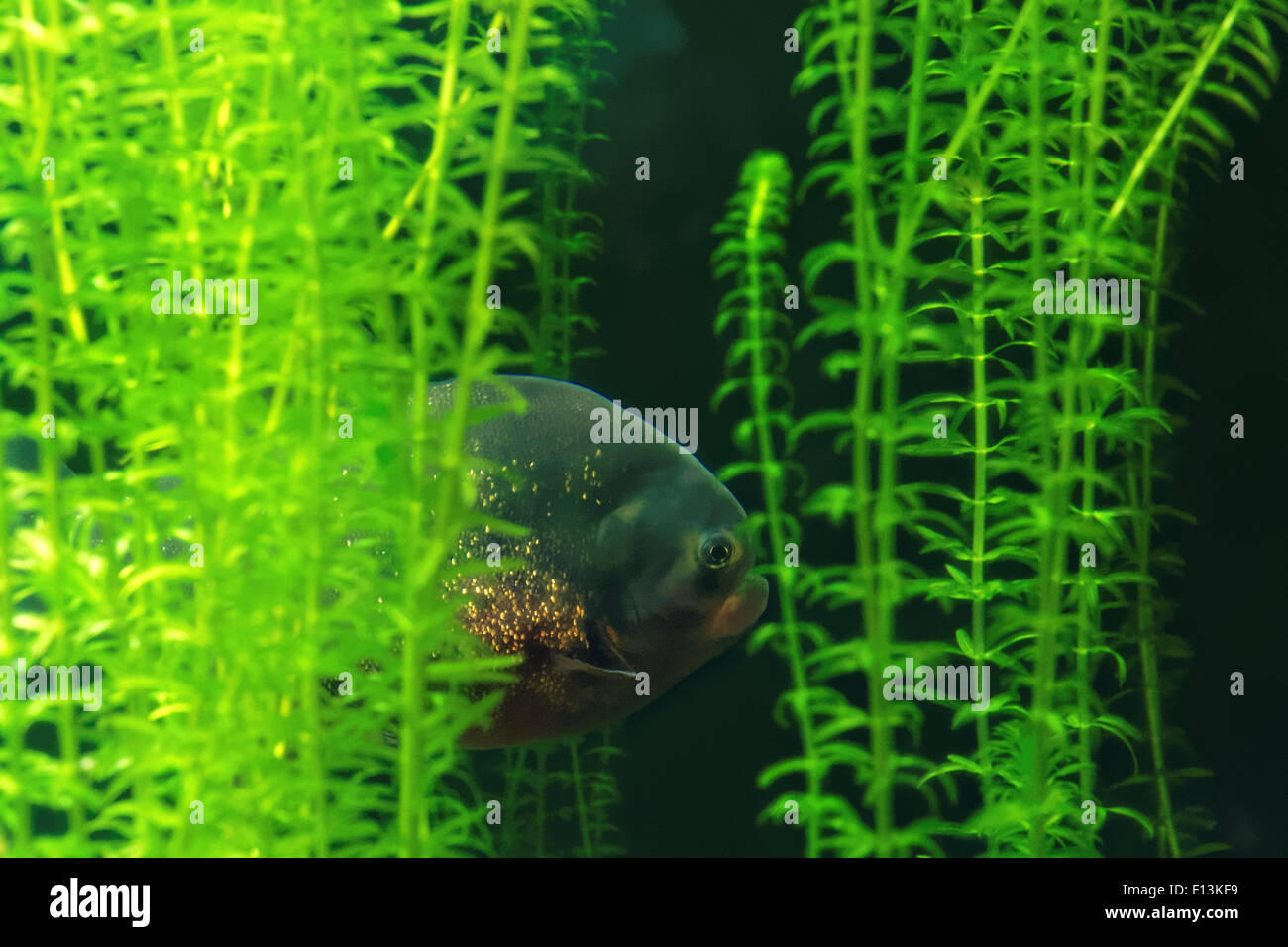 Roter Piranha (Pygocentrus Nattereri) ist eine Art von Piranha in Südamerika heimisch. Stockfoto