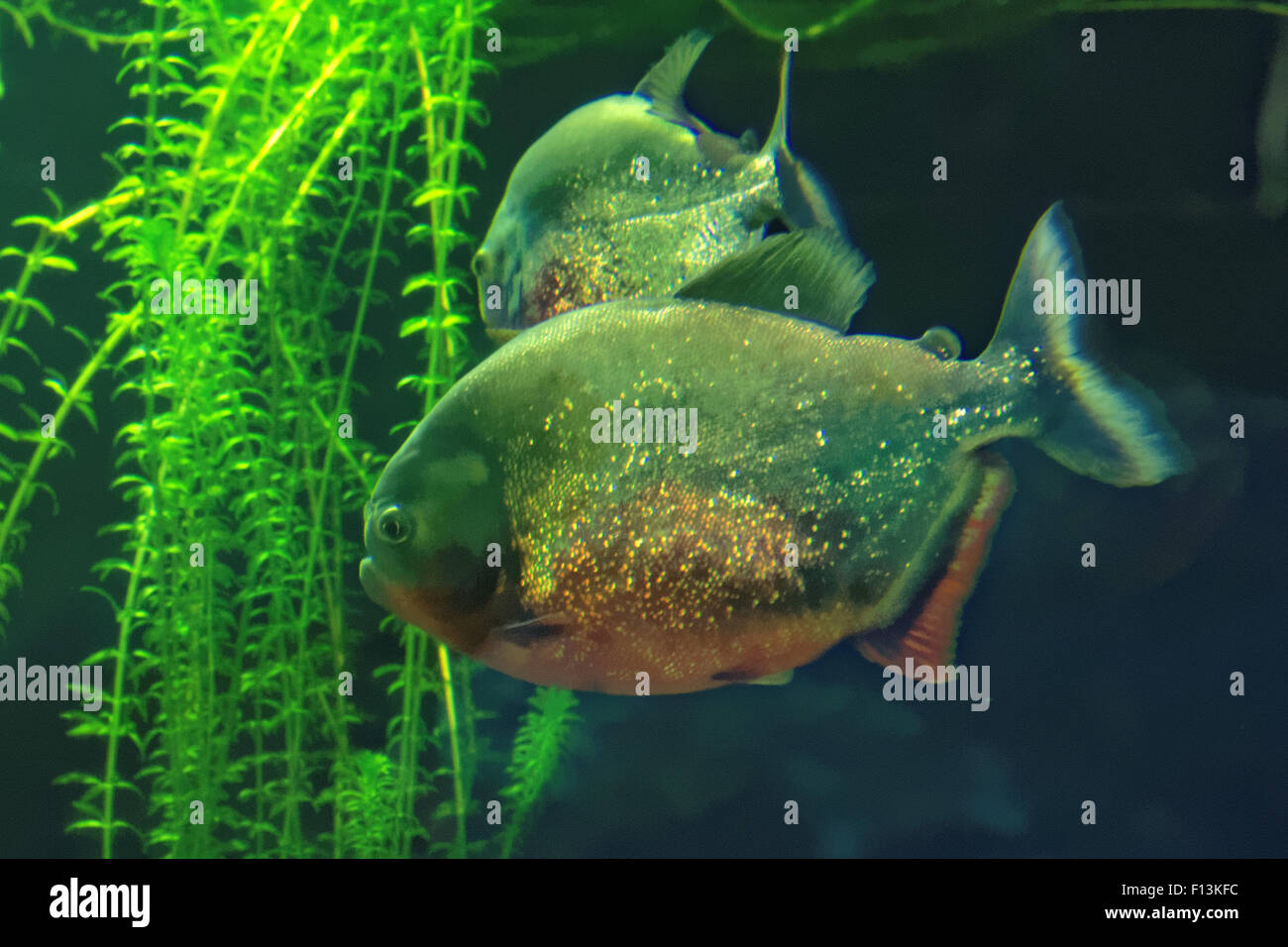 Roter Piranha (Pygocentrus Nattereri) ist eine Art von Piranha in Südamerika heimisch. Stockfoto