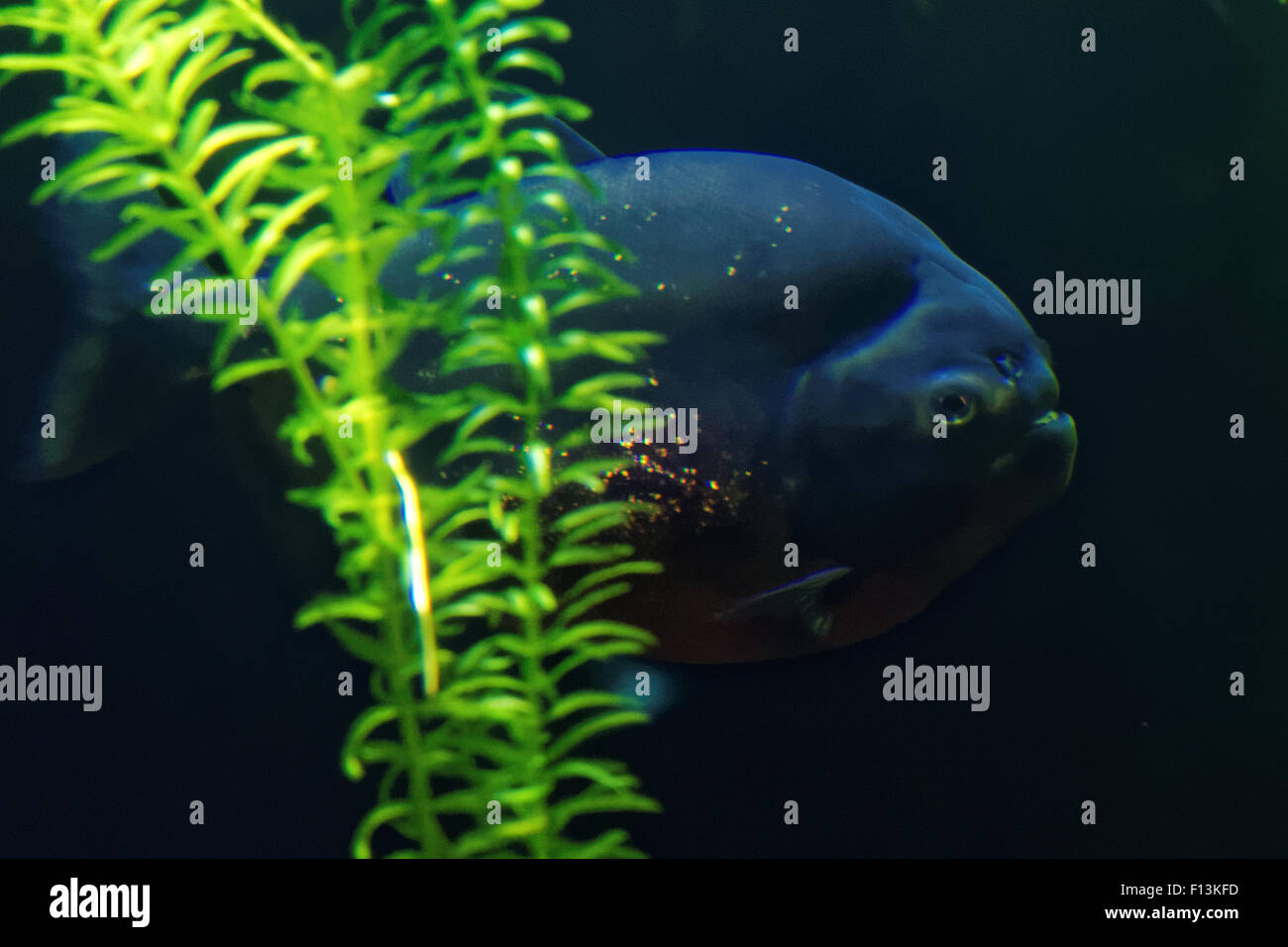 Roter Piranha (Pygocentrus Nattereri) ist eine Art von Piranha in Südamerika heimisch. Stockfoto