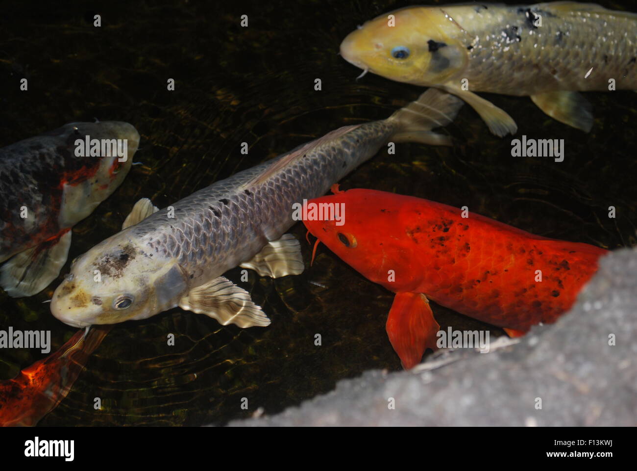 Einige coy Fische in einem Teich Stockfoto