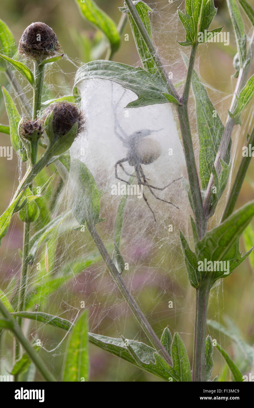 Baumschule Web Spider (Pisaura Mirabilis) Mutter im Kindergarten Web auf Wiese, mit der kugelförmigen Ei-Masse, die sie bewachen, ist sichtbar. Peak District National Park, Derbyshire. VEREINIGTES KÖNIGREICH. August. Stockfoto